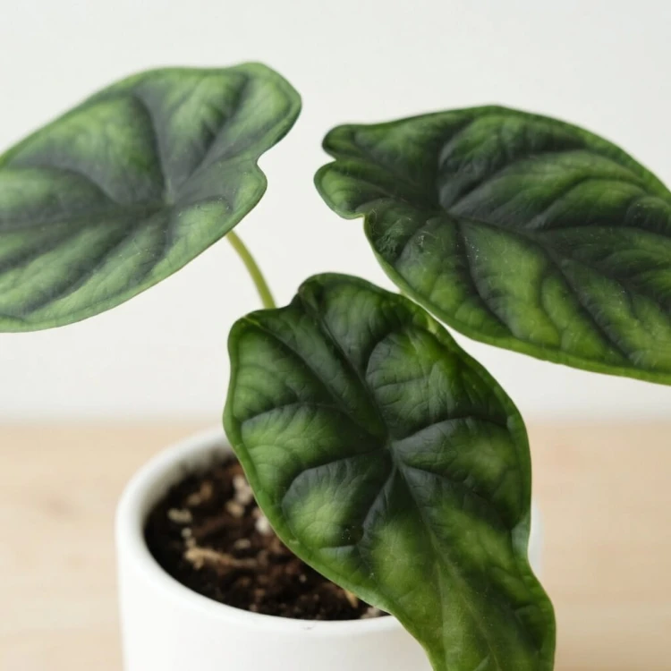 Alocasia Dragon Scale Alokazja P9