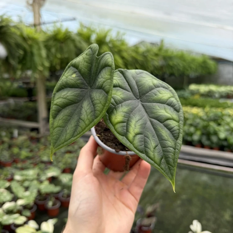 Alocasia Dragon Scale Alokazja P9