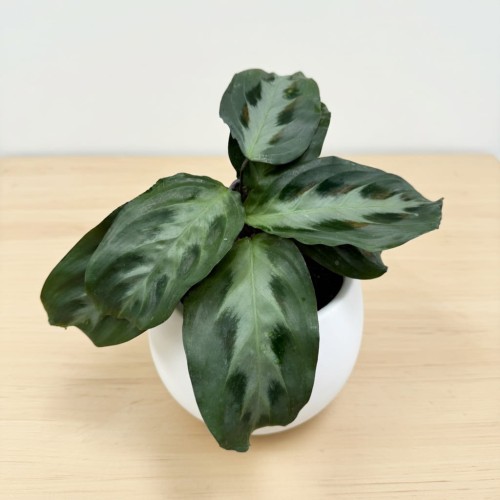 Maranta Cristata P6