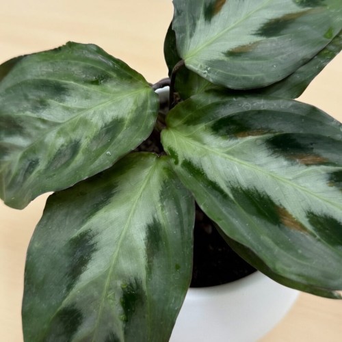 Maranta Cristata P6