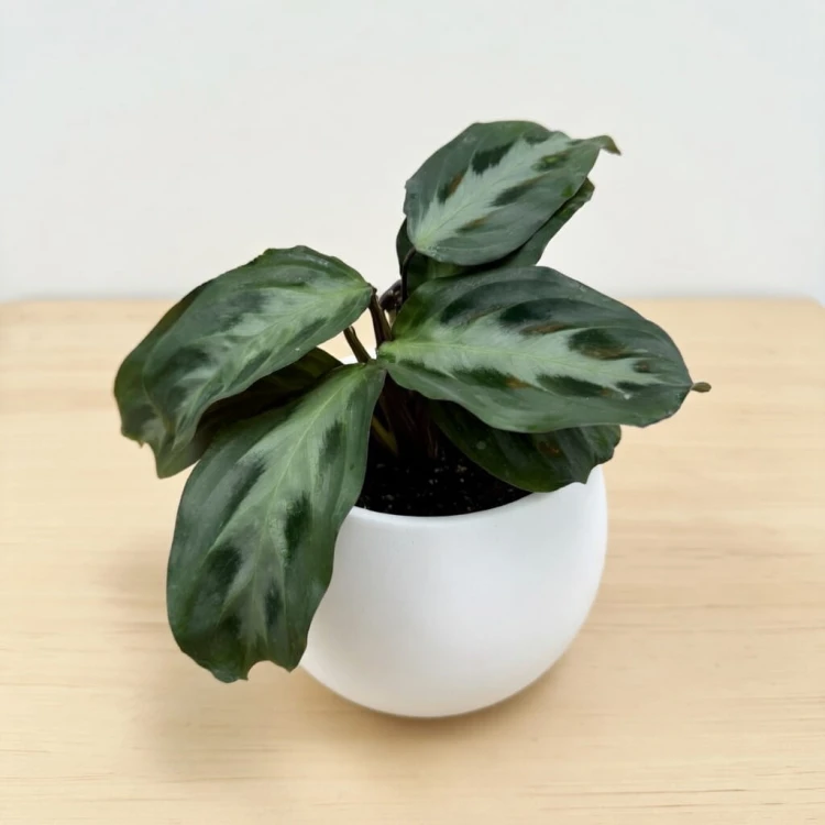 Maranta Cristata P6