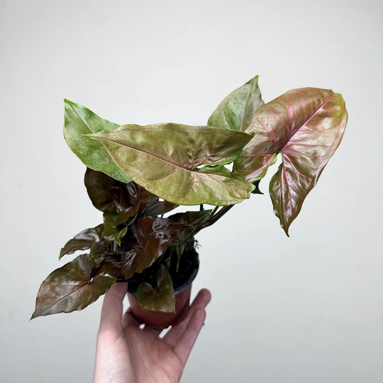 Syngonium Brocante Zroślicha P9 #3