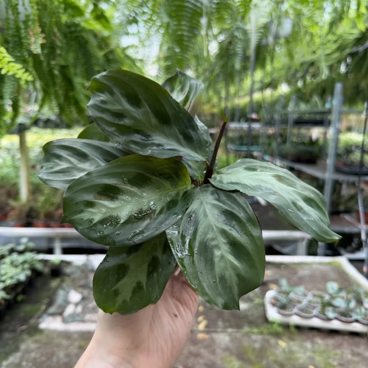 Maranta Cristata P6