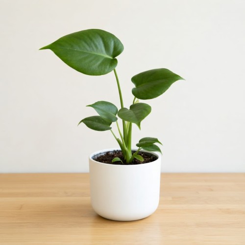 Monstera Deliciosa Dziurawa P12
