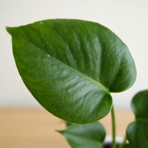 Monstera Deliciosa Dziurawa P12