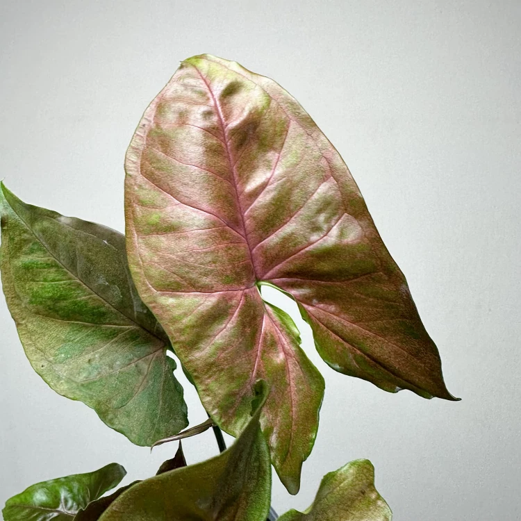 Syngonium Brocante Zroślicha P9 #4