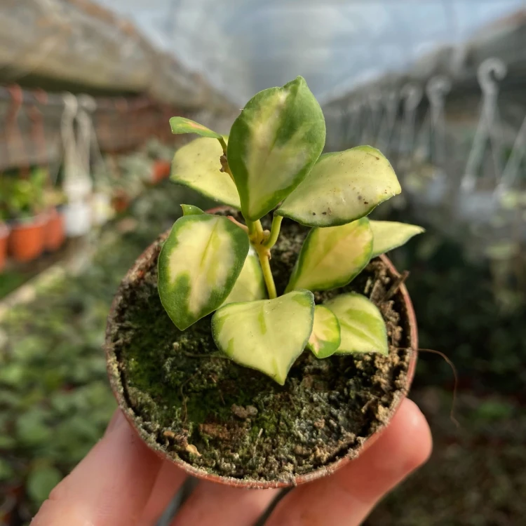 Hoya heuschkeliana Variegata Hoja P6