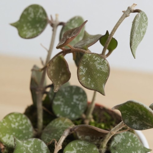 Hoya Curtisii Hoja P6
