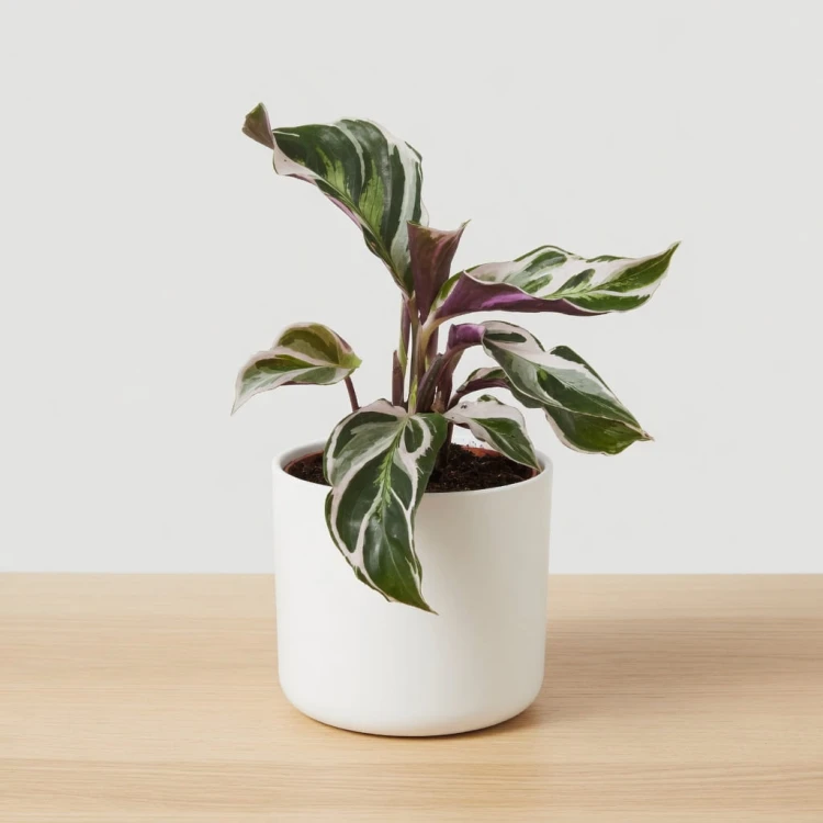 Calathea White Fusion Kalatea P9