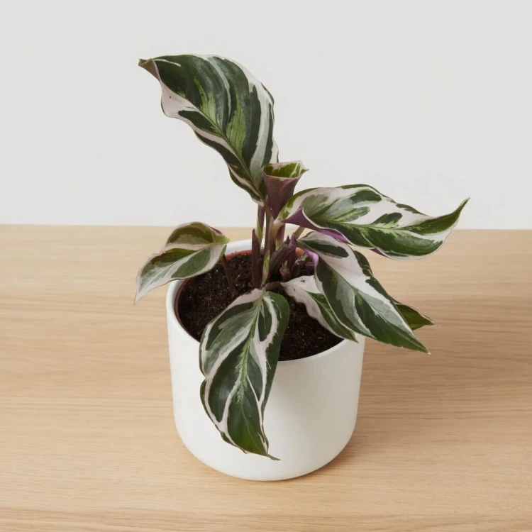 Calathea White Fusion Kalatea P9
