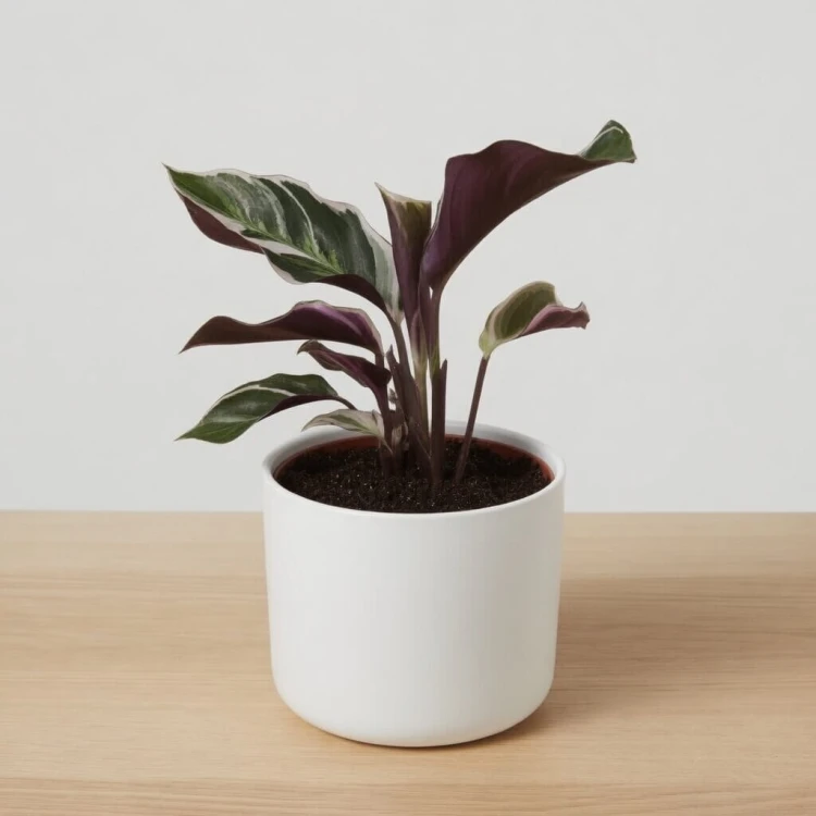 Calathea White Fusion Kalatea P9