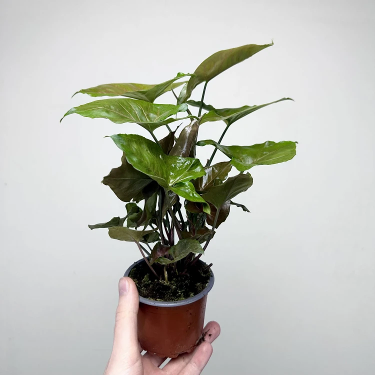 Syngonium Brocante Zroślicha P9 #5