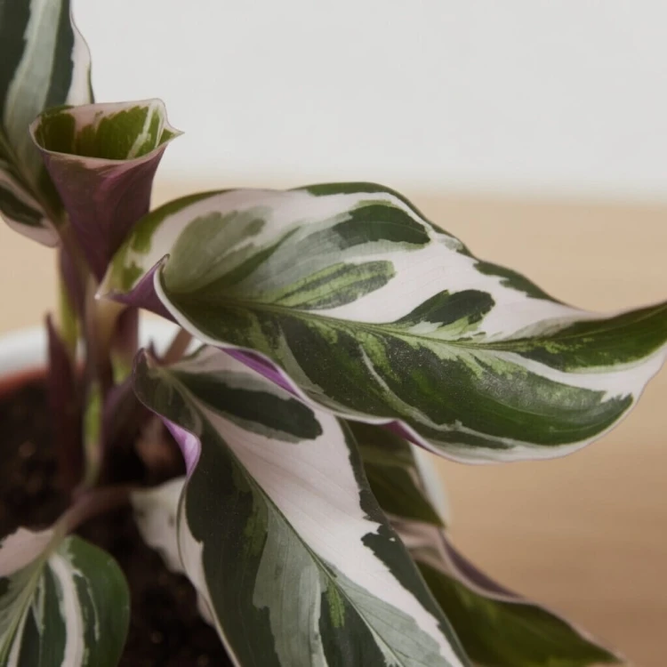 Calathea White Fusion Kalatea P9