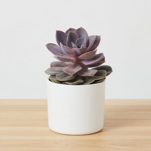 Echeveria Metallica Eszeweria P13