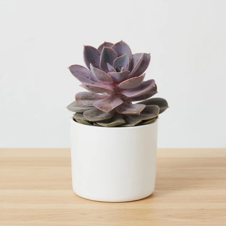Echeveria Metallica Eszeweria P13