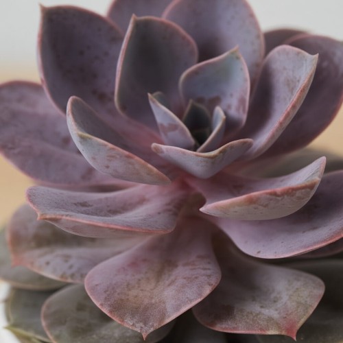 Echeveria Metallica Eszeweria P13
