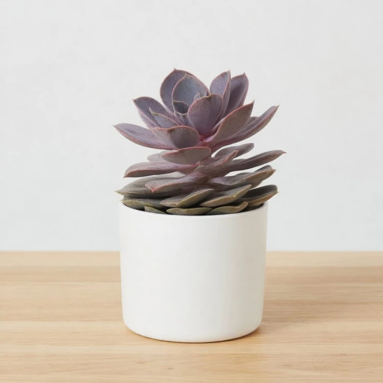 Echeveria Metallica Eszeweria P13