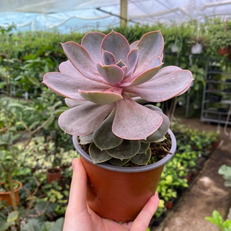 Echeveria Metallica Eszeweria P13