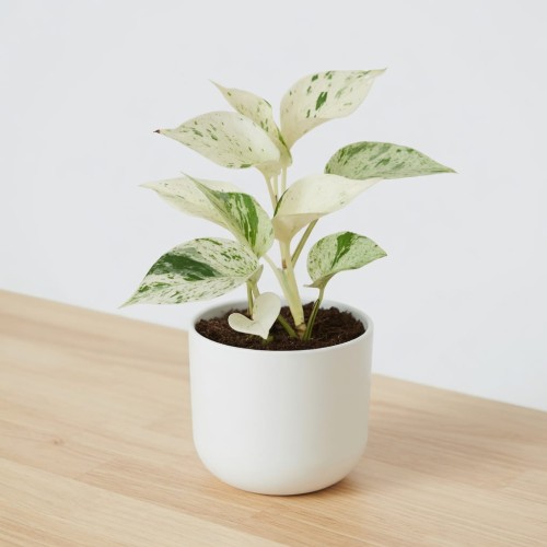 Epipremnum aureum Snow Queen P12