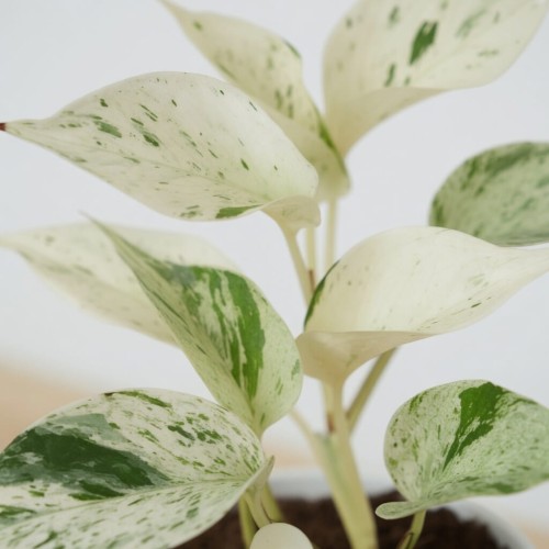 Epipremnum aureum Snow Queen P12