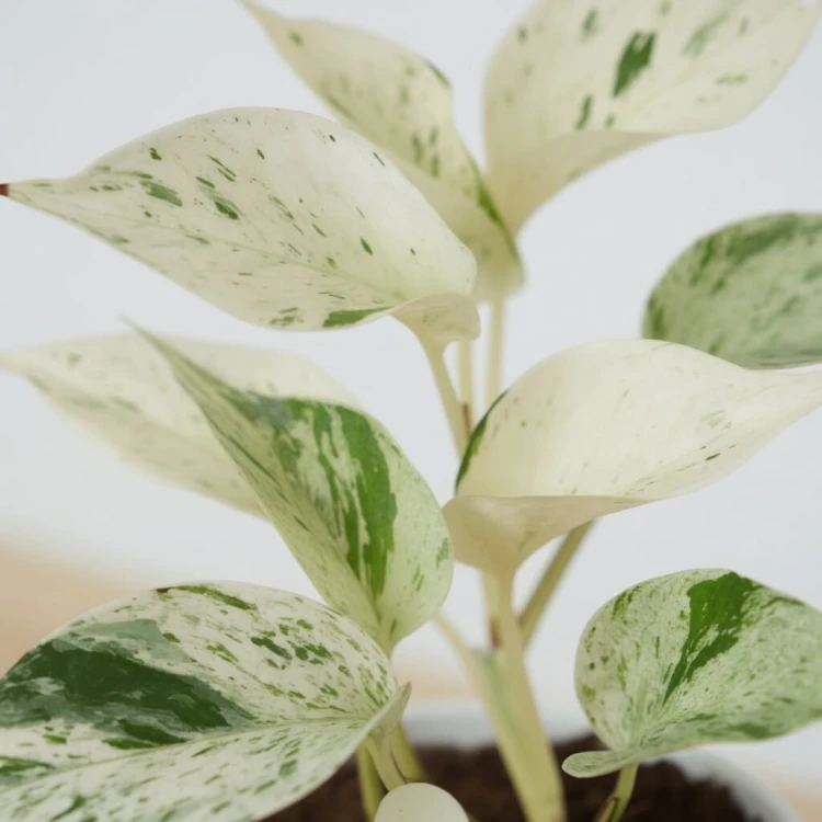 Epipremnum aureum Snow Queen P12