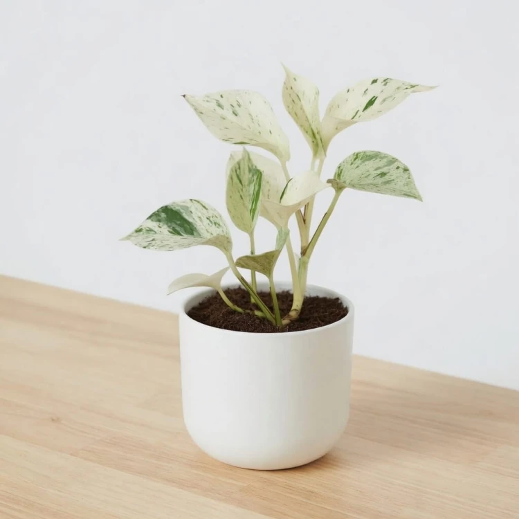 Epipremnum aureum Snow Queen P12