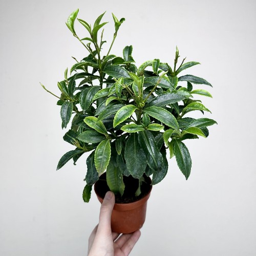 Ardisia Ardizja P12 #1
