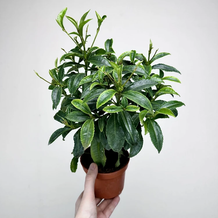 Ardisia Ardizja P12 #1
