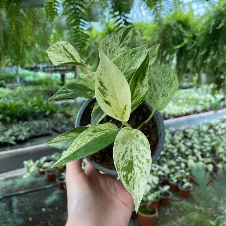 Epipremnum aureum Snow Queen P12