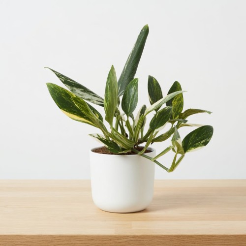 Monstera Standleyana Yellow Variegata P12