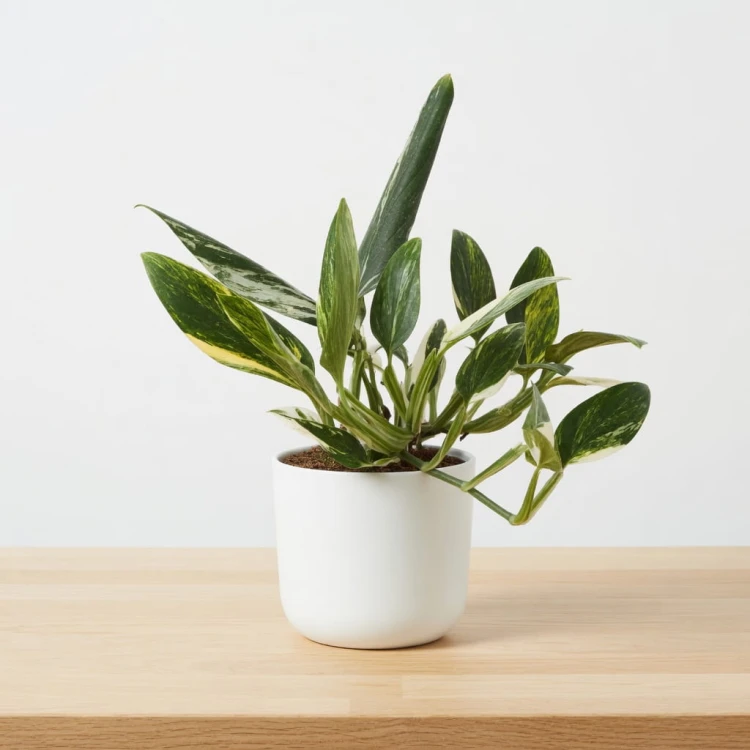 Monstera Standleyana Yellow Variegata P12