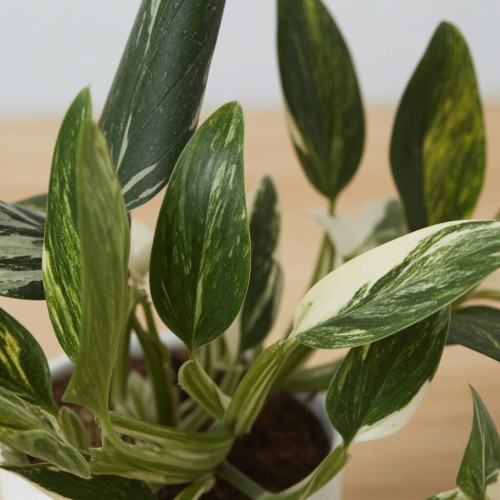Monstera Standleyana Yellow Variegata P12