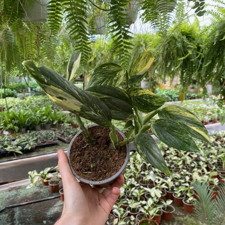Monstera Standleyana Yellow Variegata P12