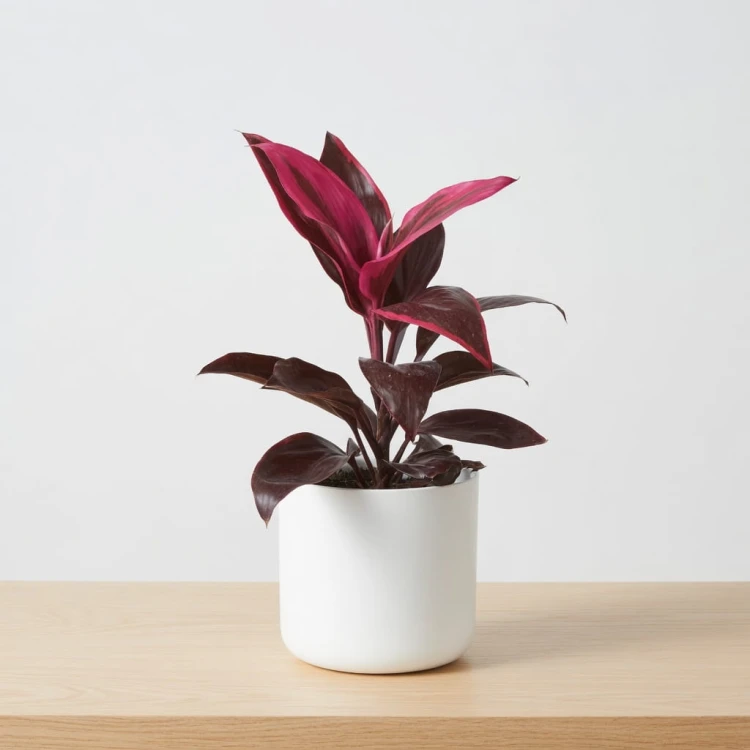 Kordylina Mambo Cordyline