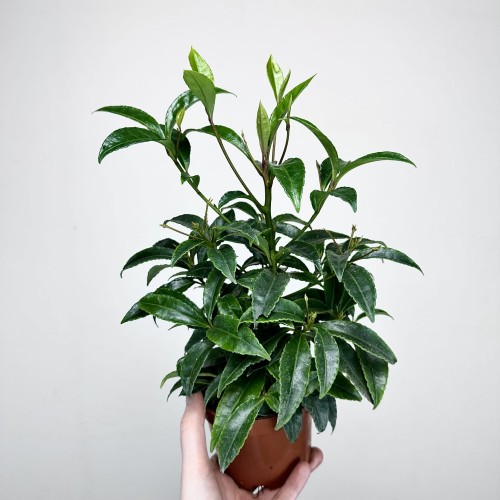 Ardisia Ardizja P12 #2