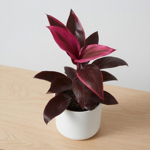 Kordylina Mambo Cordyline