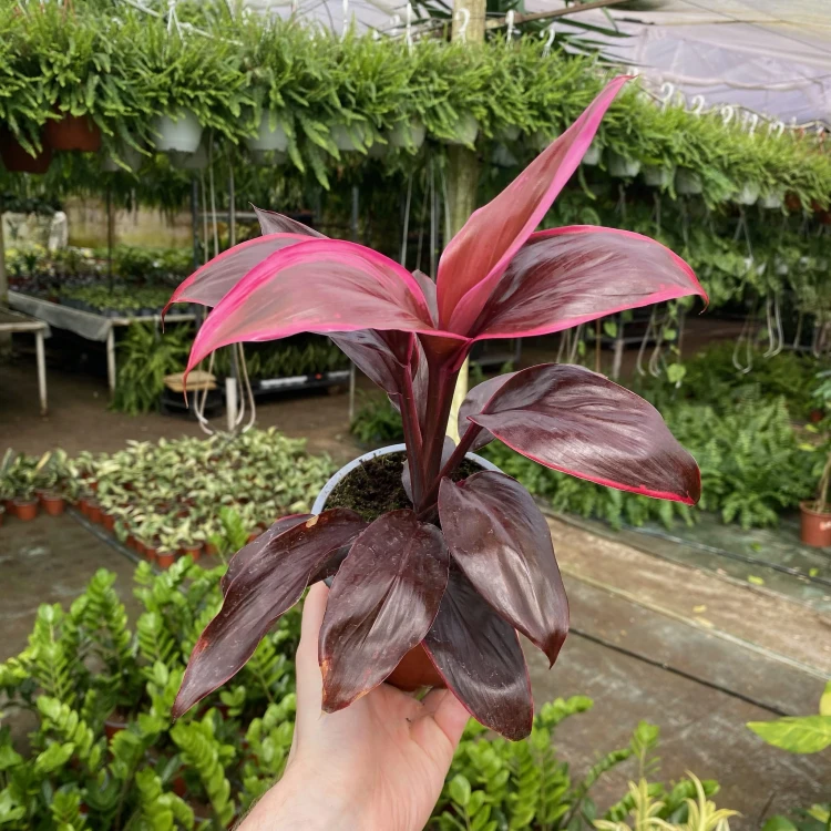 Kordylina Mambo Cordyline