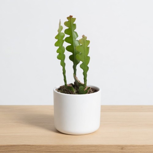 Epiphyllum anguliger Kaktus Zygzak