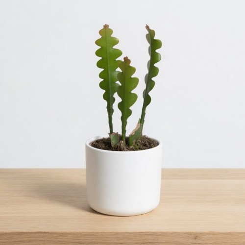 Epiphyllum anguliger Kaktus Zygzak