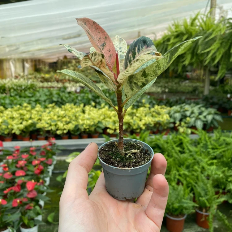 Ficus elastica Moonshine Shivereana Fikus P6