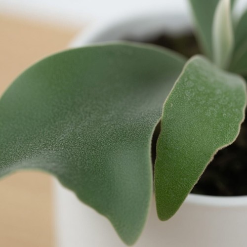 Platycerium Alcicorne Łosie Rogi P9