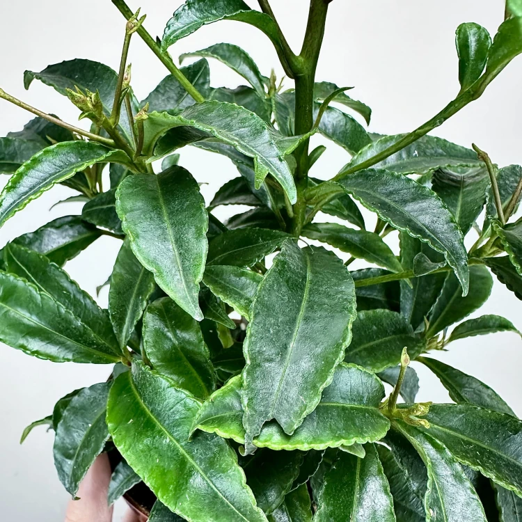 Ardisia Ardizja P12 #3