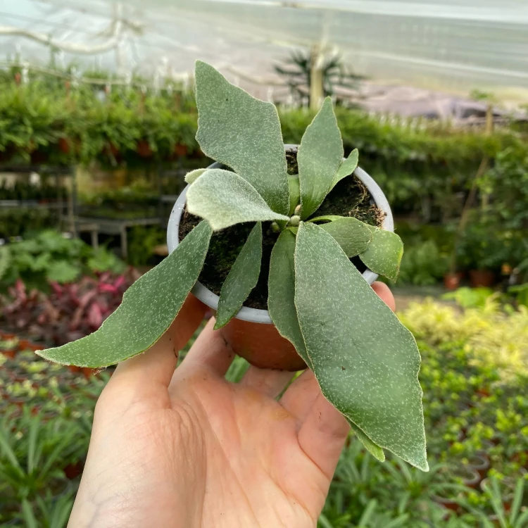 Platycerium Alcicorne Łosie Rogi P9