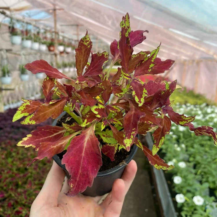 Coleus Royale Apple Brandy Koleus bordowo-limonkowy Pokrzywka Ozdobna