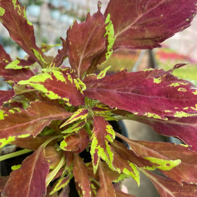 Coleus Royale Apple Brandy Koleus bordowo-limonkowy Pokrzywka Ozdobna