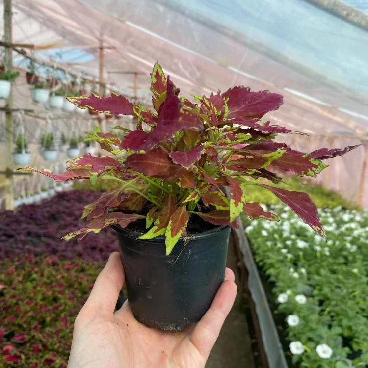 Coleus Royale Apple Brandy Koleus bordowo-limonkowy Pokrzywka Ozdobna