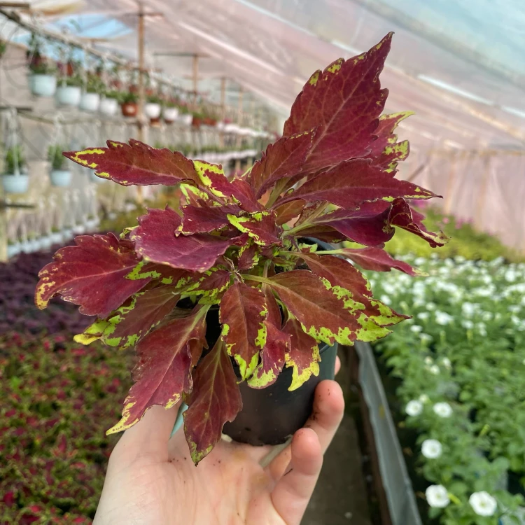 Coleus Royale Apple Brandy Koleus bordowo-limonkowy Pokrzywka Ozdobna