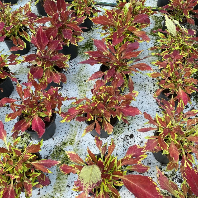 Coleus Royale Apple Brandy Koleus bordowo-limonkowy Pokrzywka Ozdobna
