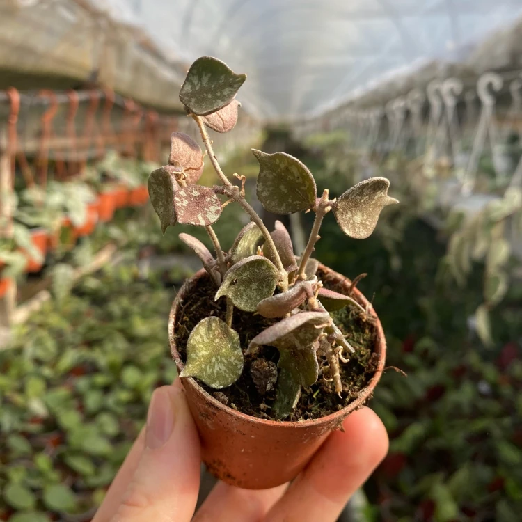 Hoya Curtisii Hoja P6
