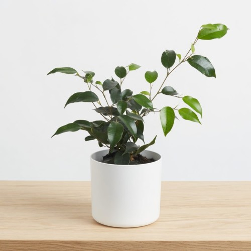 Ficus benjamina Danielle Fikus P12
